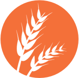 Gluten Gluten